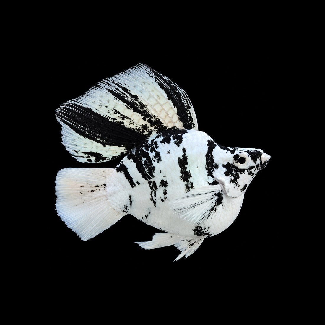 Zebra balloon molly